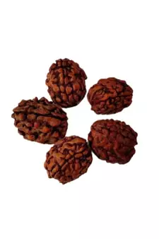 Natural 3 Mukhi Three Faced Rishikesh Rudraksha at Wholesale Rate Healing Loose Fine Quality Astrology Jewellery 1 Pcs
