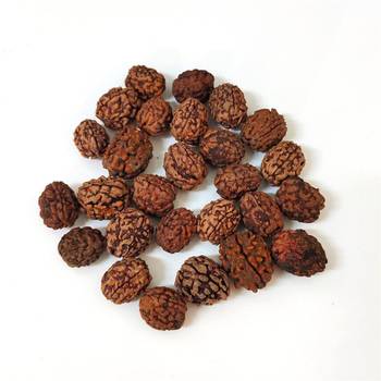 Natural 3 Mukhi Three Faced Rishikesh Rudraksha at Wholesale Rate Healing Loose Fine Quality Astrology Jewellery 1 Pcs 3