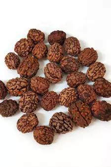 Natural 3 Mukhi Three Faced Rishikesh Rudraksha at Wholesale Rate Healing Loose Fine Quality Astrology Jewellery 1 Pcs