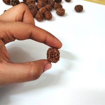 Natural 3 Mukhi Three Faced Rishikesh Rudraksha at Wholesale Rate Healing Loose Fine Quality Astrology Jewellery 1 Pcs 4