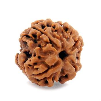 Natural 4 Mukhi Four Faced Nepali Rudraksha Bead at Wholesale Rate Healing Loose Fine Quality Astrology Jewellery 1 Pcs 1