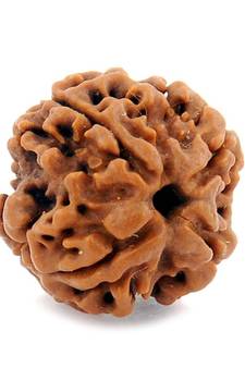 Natural 4 Mukhi Four Faced Nepali Rudraksha Bead at Wholesale Rate Healing Loose Fine Quality Astrology Jewellery 1 Pcs