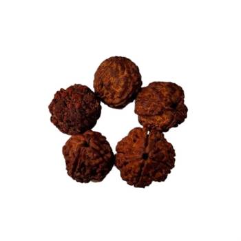 Natural 4 Mukhi Four Faced Nepali Rudraksha Bead at Wholesale Rate Healing Loose Fine Quality Astrology Jewellery 1 Pcs 2