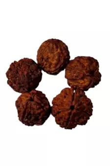 Natural 4 Mukhi Four Faced Nepali Rudraksha Bead at Wholesale Rate Healing Loose Fine Quality Astrology Jewellery 1 Pcs
