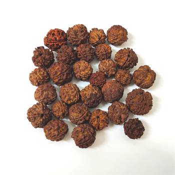 Natural 4 Mukhi Four Faced Nepali Rudraksha Bead at Wholesale Rate Healing Loose Fine Quality Astrology Jewellery 1 Pcs 3