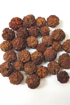 Natural 4 Mukhi Four Faced Nepali Rudraksha Bead at Wholesale Rate Healing Loose Fine Quality Astrology Jewellery 1 Pcs