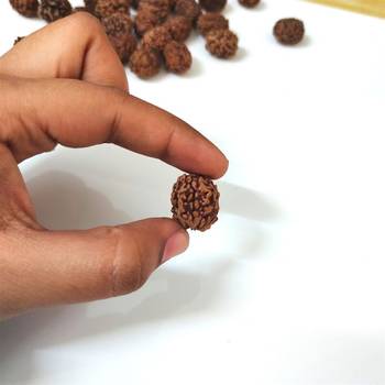 Natural 4 Mukhi Four Faced Nepali Rudraksha Bead at Wholesale Rate Healing Loose Fine Quality Astrology Jewellery 1 Pcs 4