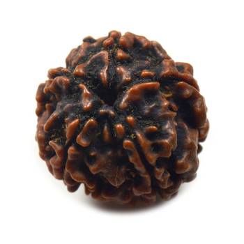 Natural 5 Mukhi Five Faced Nepali Rudraksha Bead at Wholesale Rate Healing Loose Fine Quality Astrology Jewellery 1 Pcs 1