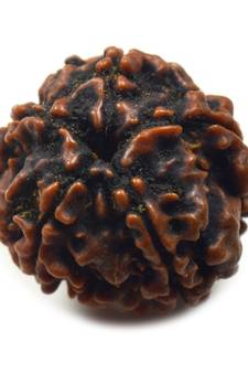Natural 5 Mukhi Five Faced Nepali Rudraksha Bead at Wholesale Rate Healing Loose Fine Quality Astrology Jewellery 1 Pcs