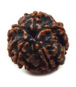 Natural 5 Mukhi Five Faced Nepali Rudraksha Bead at Wholesale Rate Healing Loose Fine Quality Astrology Jewellery 1 Pcs