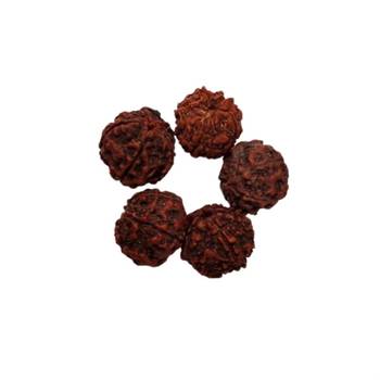 Natural 5 Mukhi Five Faced Nepali Rudraksha Bead at Wholesale Rate Healing Loose Fine Quality Astrology Jewellery 1 Pcs 2