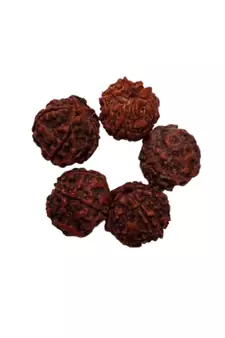 Natural 5 Mukhi Five Faced Nepali Rudraksha Bead at Wholesale Rate Healing Loose Fine Quality Astrology Jewellery 1 Pcs