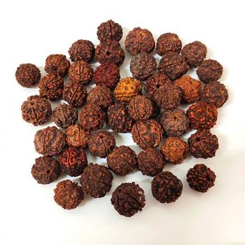Natural 5 Mukhi Five Faced Nepali Rudraksha Bead at Wholesale Rate Healing Loose Fine Quality Astrology Jewellery 1 Pcs 3