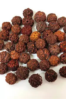 Natural 5 Mukhi Five Faced Nepali Rudraksha Bead at Wholesale Rate Healing Loose Fine Quality Astrology Jewellery 1 Pcs