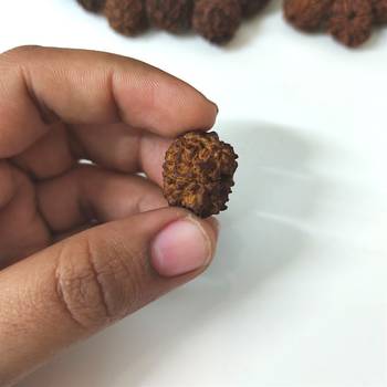 Natural 5 Mukhi Five Faced Nepali Rudraksha Bead at Wholesale Rate Healing Loose Fine Quality Astrology Jewellery 1 Pcs 4