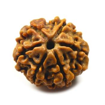 Natural 6 Mukhi Six Faced Nepali Rudraksha Beads at Wholesale Rate Healing Loose Fine Quality Astrology Jewellery 1 Pcs 1