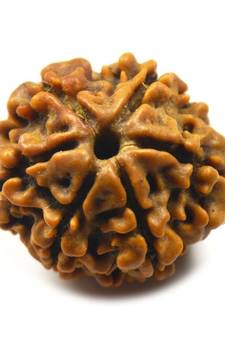 Natural 6 Mukhi Six Faced Nepali Rudraksha Beads at Wholesale Rate Healing Loose Fine Quality Astrology Jewellery 1 Pcs
