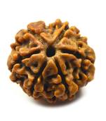 Natural 6 Mukhi Six Faced Nepali Rudraksha Beads at Wholesale Rate Healing Loose Fine Quality Astrology Jewellery 1 Pcs