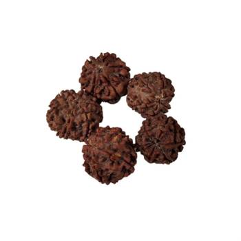 Natural 6 Mukhi Six Faced Nepali Rudraksha Beads at Wholesale Rate Healing Loose Fine Quality Astrology Jewellery 1 Pcs 2