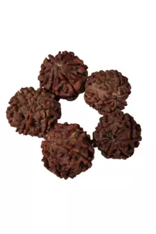 Natural 6 Mukhi Six Faced Nepali Rudraksha Beads at Wholesale Rate Healing Loose Fine Quality Astrology Jewellery 1 Pcs