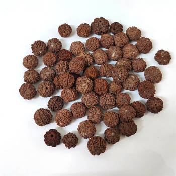 Natural 6 Mukhi Six Faced Nepali Rudraksha Beads at Wholesale Rate Healing Loose Fine Quality Astrology Jewellery 1 Pcs 3