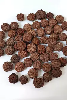 Natural 6 Mukhi Six Faced Nepali Rudraksha Beads at Wholesale Rate Healing Loose Fine Quality Astrology Jewellery 1 Pcs