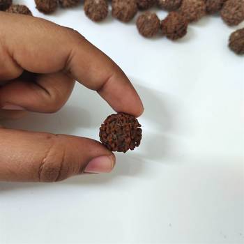 Natural 6 Mukhi Six Faced Nepali Rudraksha Beads at Wholesale Rate Healing Loose Fine Quality Astrology Jewellery 1 Pcs 4