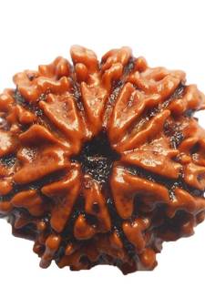 Natural 8 Mukhi Eight Faced Nepali Rudraksha Beads at Wholesale Rate Healing Loose Fine Quality Astrology Jewellery 1 Pc