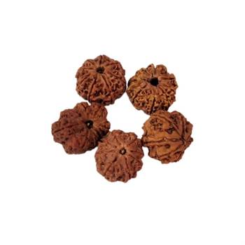 Natural 8 Mukhi Eight Faced Nepali Rudraksha Beads at Wholesale Rate Healing Loose Fine Quality Astrology Jewellery 1 Pc 2