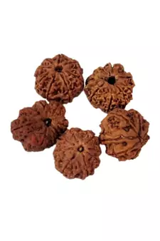 Natural 8 Mukhi Eight Faced Nepali Rudraksha Beads at Wholesale Rate Healing Loose Fine Quality Astrology Jewellery 1 Pc