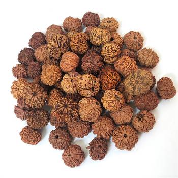 Natural 8 Mukhi Eight Faced Nepali Rudraksha Beads at Wholesale Rate Healing Loose Fine Quality Astrology Jewellery 1 Pc 3