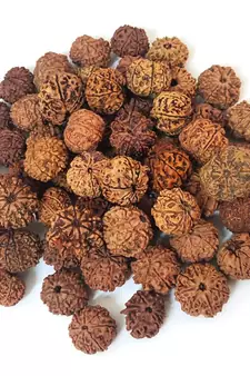Natural 8 Mukhi Eight Faced Nepali Rudraksha Beads at Wholesale Rate Healing Loose Fine Quality Astrology Jewellery 1 Pc