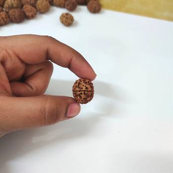 Natural 8 Mukhi Eight Faced Nepali Rudraksha Beads at Wholesale Rate Healing Loose Fine Quality Astrology Jewellery 1 Pc 4