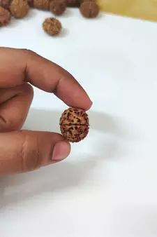 Natural 8 Mukhi Eight Faced Nepali Rudraksha Beads at Wholesale Rate Healing Loose Fine Quality Astrology Jewellery 1 Pc