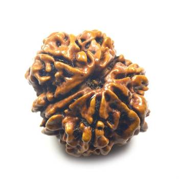 Natural 9 Mukhi Nine Faced Nepali Rudraksha Bead at Wholesale Rate Healing Loose Fine Quality Astrology Jewellery 1 Pcs 1