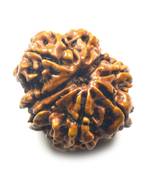 Natural 9 Mukhi Nine Faced Nepali Rudraksha Bead at Wholesale Rate Healing Loose Fine Quality Astrology Jewellery 1 Pcs