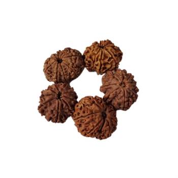 Natural 9 Mukhi Nine Faced Nepali Rudraksha Bead at Wholesale Rate Healing Loose Fine Quality Astrology Jewellery 1 Pcs 2