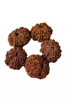 Natural 9 Mukhi Nine Faced Nepali Rudraksha Bead at Wholesale Rate Healing Loose Fine Quality Astrology Jewellery 1 Pcs