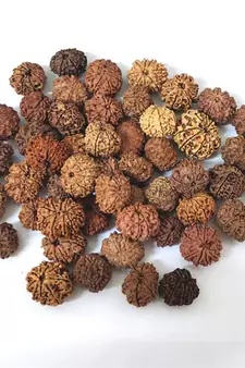 Natural 9 Mukhi Nine Faced Nepali Rudraksha Bead at Wholesale Rate Healing Loose Fine Quality Astrology Jewellery 1 Pcs