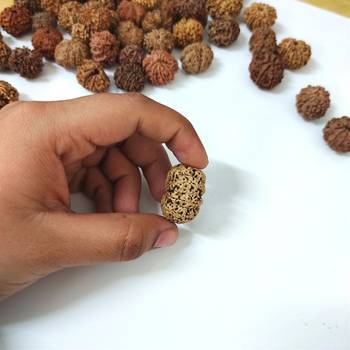 Natural 9 Mukhi Nine Faced Nepali Rudraksha Bead at Wholesale Rate Healing Loose Fine Quality Astrology Jewellery 1 Pcs 4