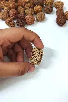 Natural 9 Mukhi Nine Faced Nepali Rudraksha Bead at Wholesale Rate Healing Loose Fine Quality Astrology Jewellery 1 Pcs