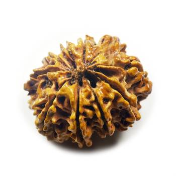 Natural 10 Mukhi Ten Faced Nepali Rudraksha Bead at Wholesale Rate Healing Loose Fine Quality Astrology Jewellery 1 Pcs 1