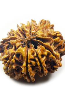 Natural 10 Mukhi Ten Faced Nepali Rudraksha Bead at Wholesale Rate Healing Loose Fine Quality Astrology Jewellery 1 Pcs