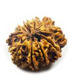 Natural 10 Mukhi Ten Faced Nepali Rudraksha Bead at Wholesale Rate Healing Loose Fine Quality Astrology Jewellery 1 Pcs