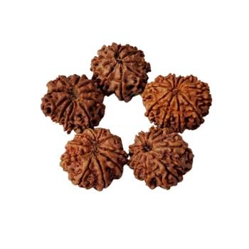 Natural 10 Mukhi Ten Faced Nepali Rudraksha Bead at Wholesale Rate Healing Loose Fine Quality Astrology Jewellery 1 Pcs 2