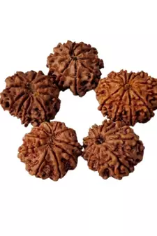 Natural 10 Mukhi Ten Faced Nepali Rudraksha Bead at Wholesale Rate Healing Loose Fine Quality Astrology Jewellery 1 Pcs