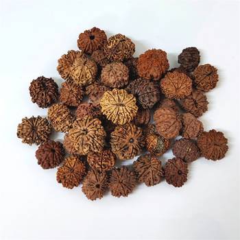 Natural 10 Mukhi Ten Faced Nepali Rudraksha Bead at Wholesale Rate Healing Loose Fine Quality Astrology Jewellery 1 Pcs 3
