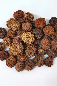 Natural 10 Mukhi Ten Faced Nepali Rudraksha Bead at Wholesale Rate Healing Loose Fine Quality Astrology Jewellery 1 Pcs