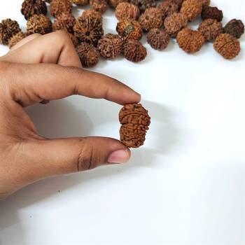 Natural 10 Mukhi Ten Faced Nepali Rudraksha Bead at Wholesale Rate Healing Loose Fine Quality Astrology Jewellery 1 Pcs 4