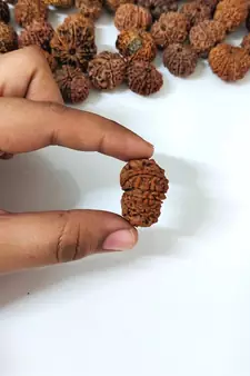 Natural 10 Mukhi Ten Faced Nepali Rudraksha Bead at Wholesale Rate Healing Loose Fine Quality Astrology Jewellery 1 Pcs